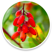 Berberine (Berberis vulgaris) 