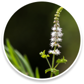 Black Cohosh (Actaea racemosa)